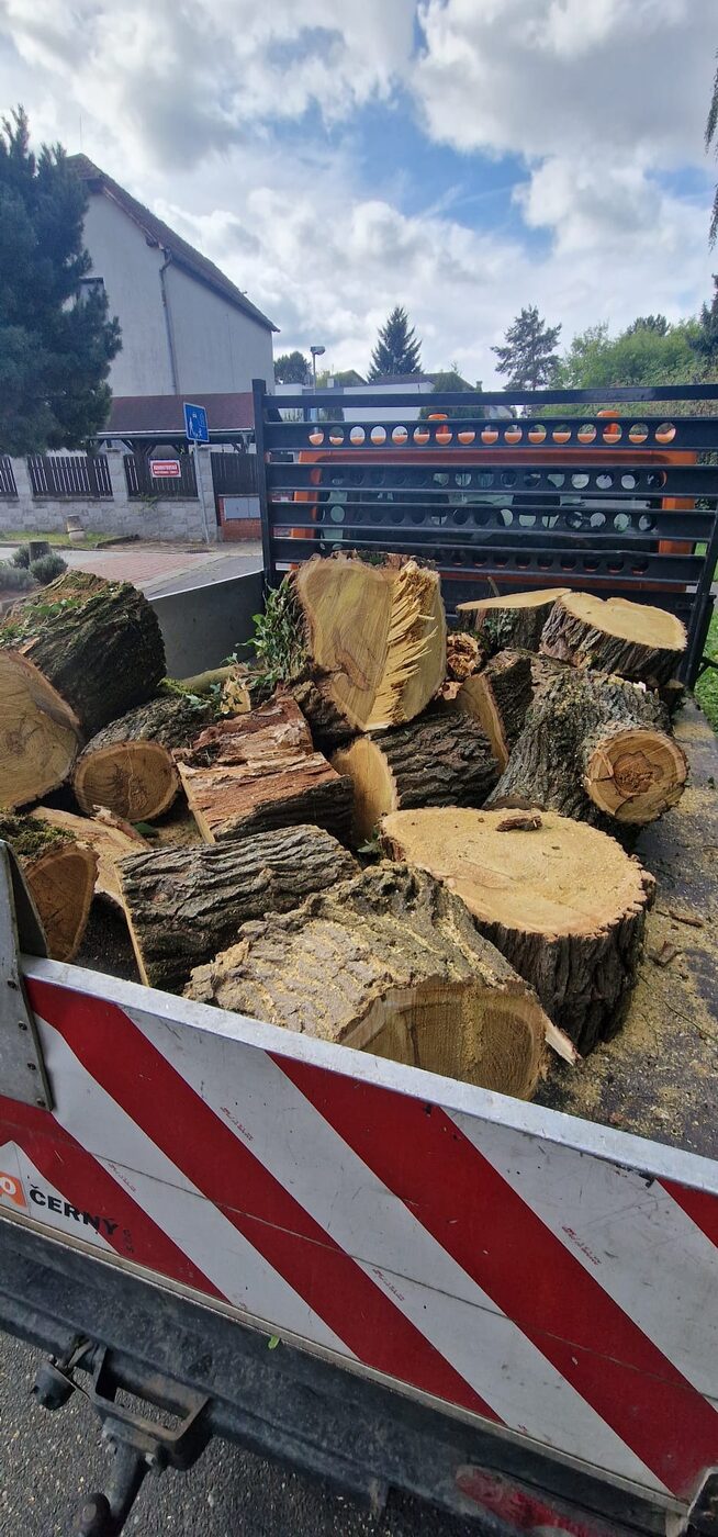Naložené dřevo po prořezu stromů